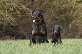 BEAUCERON - ADULTS and PUPPIES 065